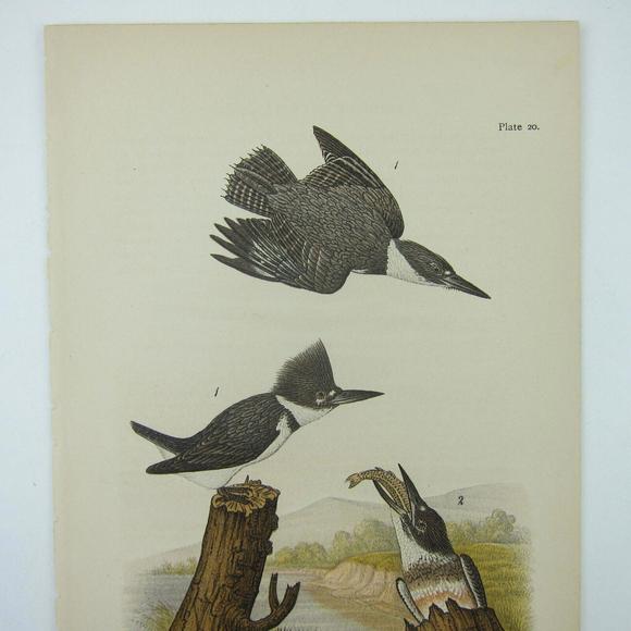 Bird Lithograph Print Belted Kingfisher after John James Audubon Antique 1890 - Picture 2 of 12
